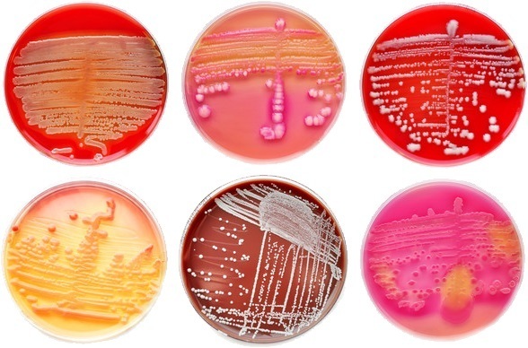 Bioprepare Nutrient Media